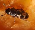 Glischrochilus confluentus - photo 2