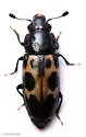 Glischrochilus confluentus - photo 4