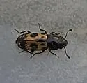 Glischrochilus confluentus - photo 5