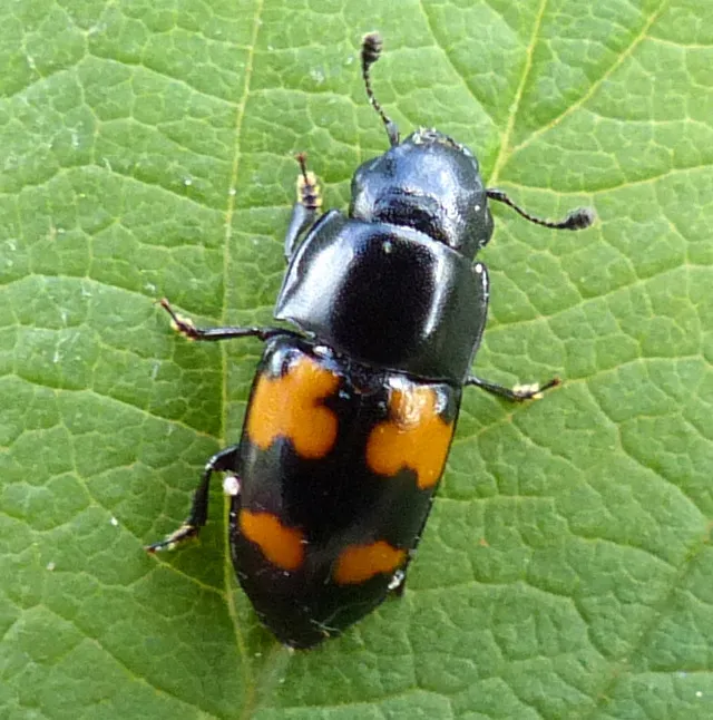 Picnic Beetle