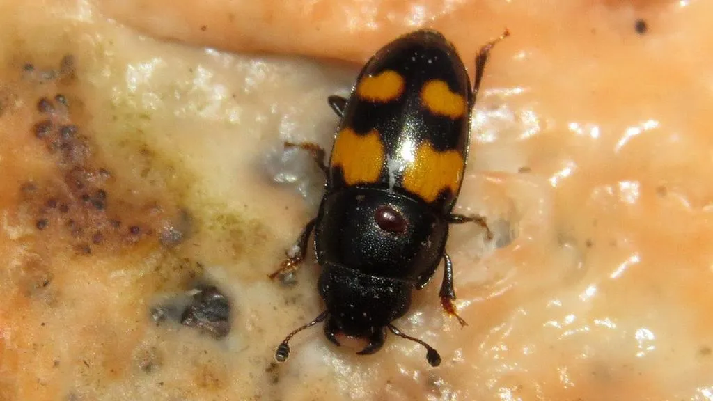 Glischrochilus grandis - photo 2