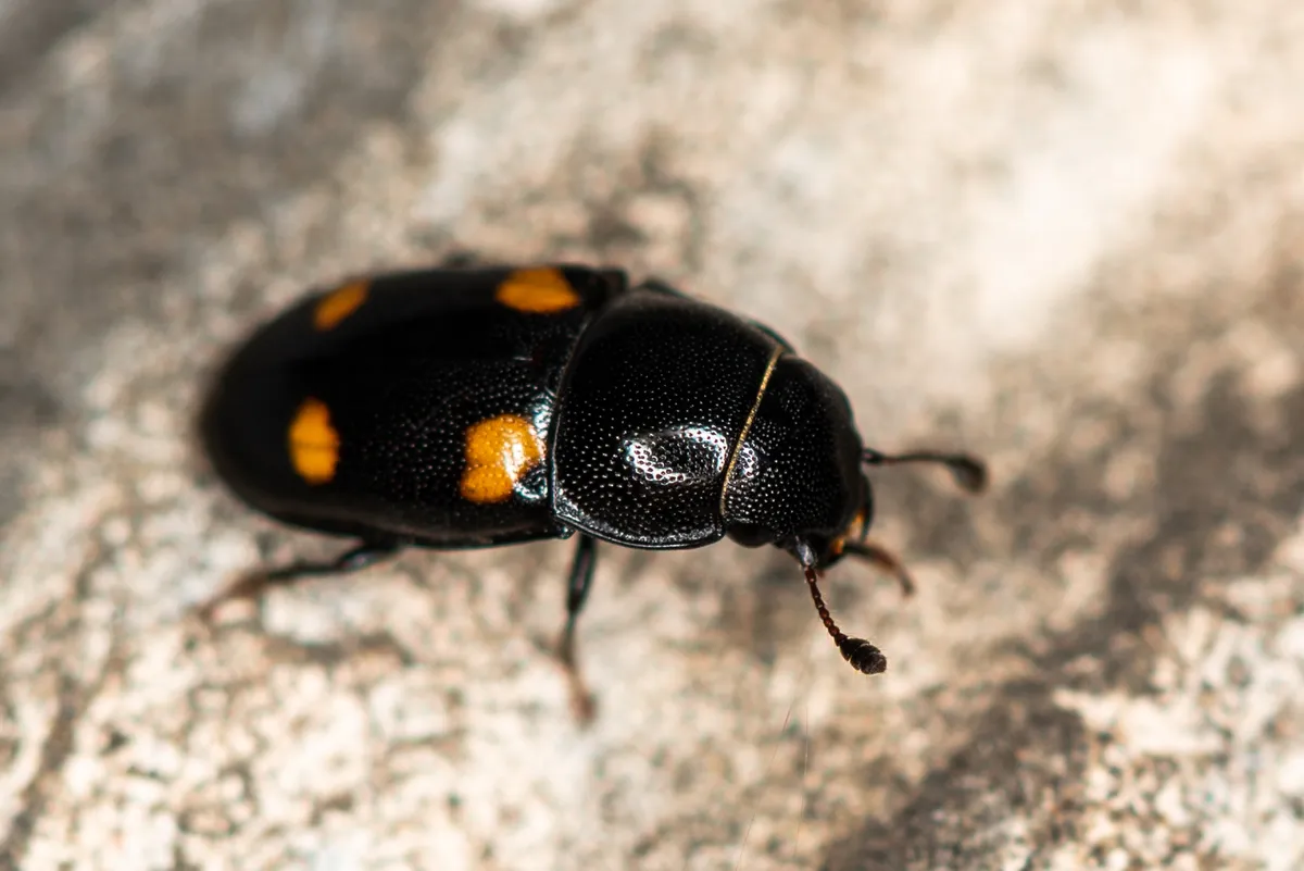 Glischrochilus hortensis - photo 3