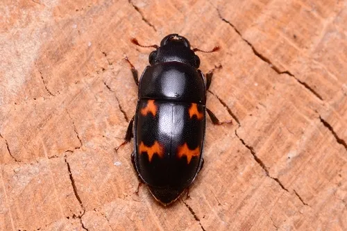 Glischrochilus japonius