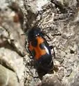 Glischrochilus moratus - photo 2