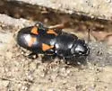 Glischrochilus moratus - photo 4