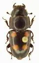 Glischrochilus obtusus