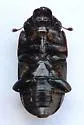 Glischrochilus obtusus - photo 5