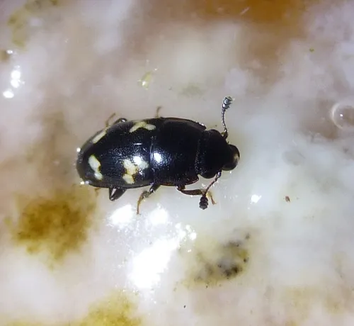 Glischrochilus quadriguttatus