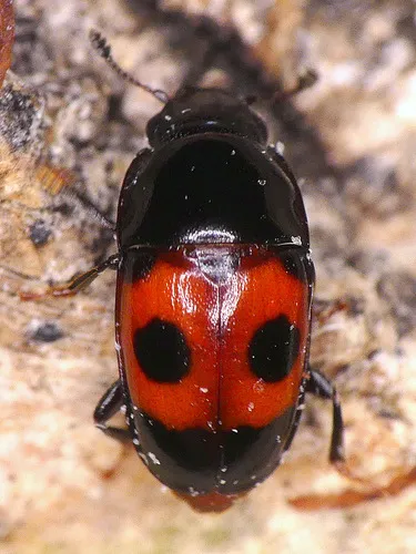 Glischrochilus sanguinolentus