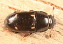 Glischrochilus siepmanni - photo 2