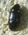 Glischrochilus siepmanni - photo 3