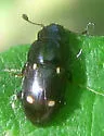 Glischrochilus siepmanni - photo 4