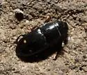 Glischrochilus siepmanni - photo 5