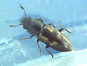 Glischrochilus vittatus