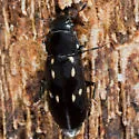 Glischrochilus vittatus - photo 4