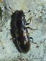 Glischrochilus vittatus - photo 5
