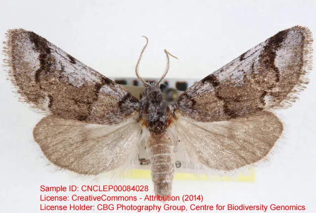 Gloanna grisescens - Hodges#9844 - photo 2