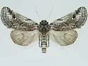 Gloanna hecate - Hodges#9844.1
