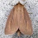 Capsula laeta - Hodges#9451