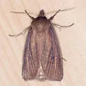 Capsula laeta - Hodges#9451 - photo 2