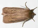 Capsula laeta - Hodges#9451 - photo 4
