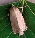 Oblong Sedge Borer - Hodges#9449
