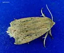 Oblong Sedge Borer - Hodges#9449 - photo 2