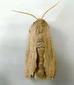 Oblong Sedge Borer - Hodges#9449 - photo 3