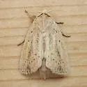 Oblong Sedge Borer - Hodges#9449 - photo 4