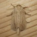 Oblong Sedge Borer - Hodges#9449 - photo 5