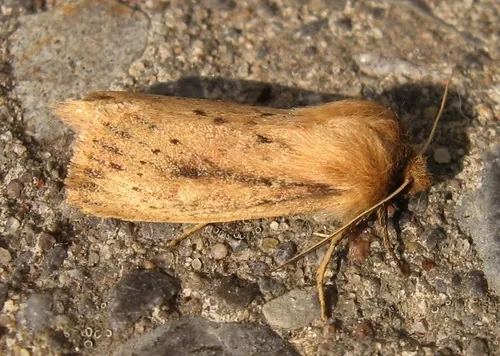 Subflava Sedge Borer - Hodges#9450