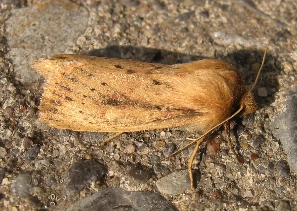 Subflava Sedge Borer - Hodges#9450 - photo 2