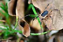 Globipes simplex