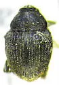 Glocianus punctiger