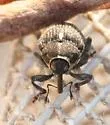 Glocianus punctiger - photo 4