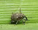 Glocianus punctiger - photo 5