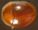 Gloeosoma hesperum