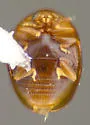 Gloeosoma sticticus - photo 2