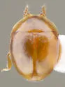 Gloeosoma truncatus