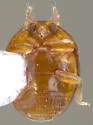 Gloeosoma truncatus - photo 2