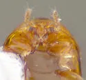 Gloeosoma truncatus - photo 3