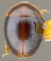 Gloeosoma truncatus - photo 4