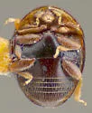 Gloeosoma truncatus - photo 5