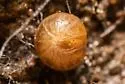 Glomeroides primus