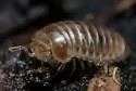 Glomeroides primus - photo 2
