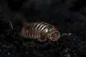 Glomeroides primus - photo 3