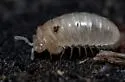 Glomeroides primus - photo 4