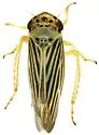 Gloridonus chiragricus - photo 3