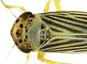 Gloridonus chiragricus - photo 4