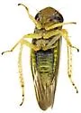 Gloridonus chiragricus - photo 5